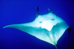 Manta Ray, halfway through a barrel-roll in front of me--... by Andrew Dawson 